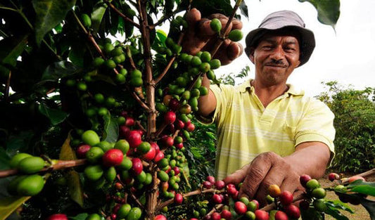 La Culture du café au Cambodge : Visite de plantations et dégustations