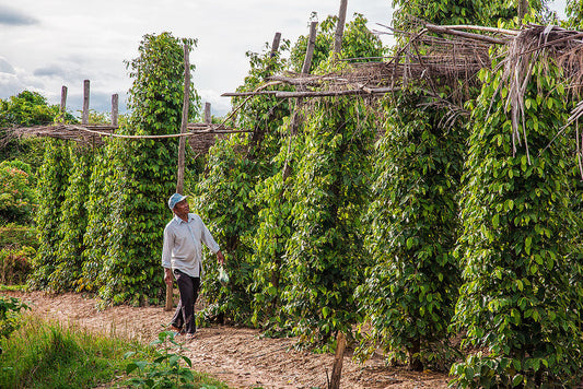 La route du poivre de Kampot : dégustations et visites de fermes