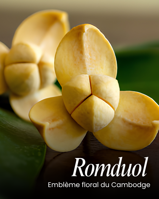 Le Romduol, la fleur emblématique du Cambodge