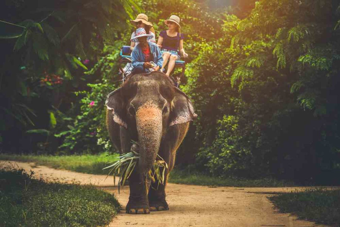 Les balades à dos d'éléphant interdites à Angkor Wat