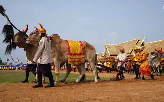 La fête du Sillon Sacré : un rituel ancestral au cœur de l’agriculture cambodgienne