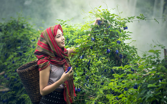 Quelles sont les Infusions du Cambodge et leurs Bienfaits ?