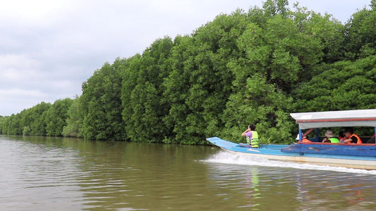 Les trésors cachés de la mangrove de Trapaing Sangke